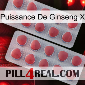 Ginseng Power X 19